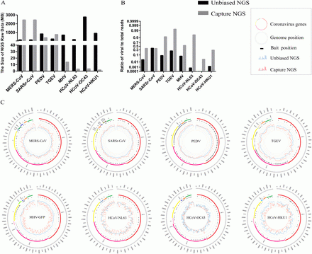 Discovery of Bat Coronaviruses through Surveillance and Probe Capture-Based Next-Generation Sequencing | mSphere
