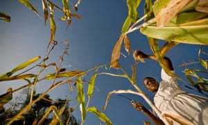 Coronavirus could double number of people going hungry | World news | The Guardian